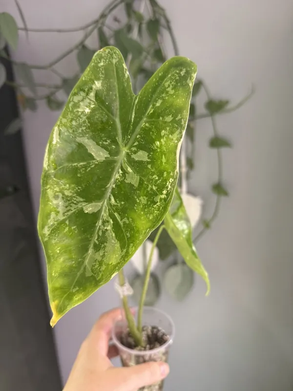 Alocasia Albo (Mint?) Longiloba Mother