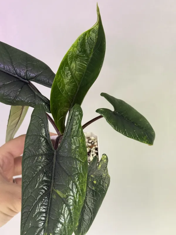 Alocasia Aurea Scalprum Corm
