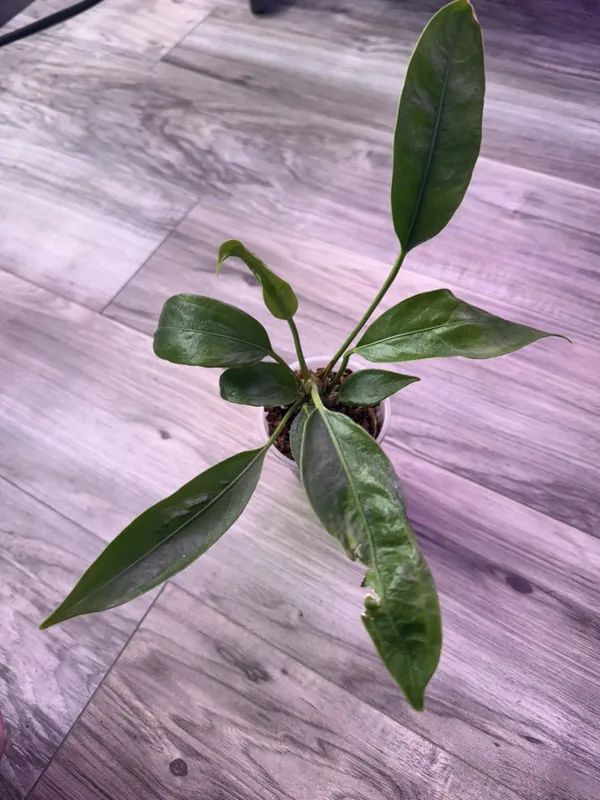Anthurium Big Bill