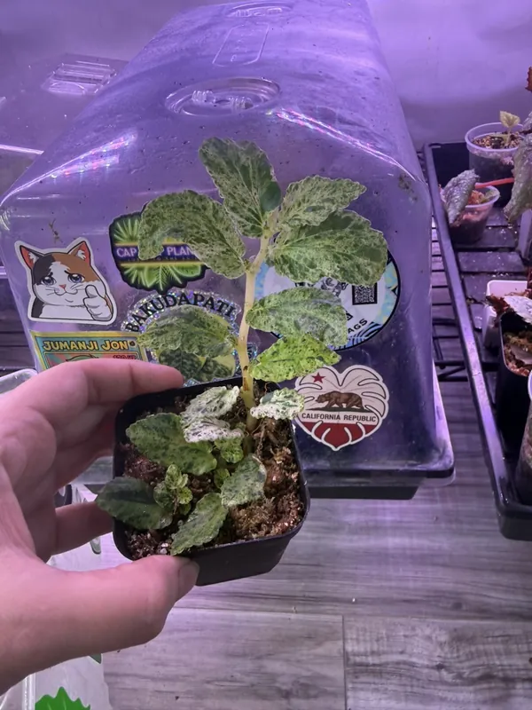 Begonia Peppermint
