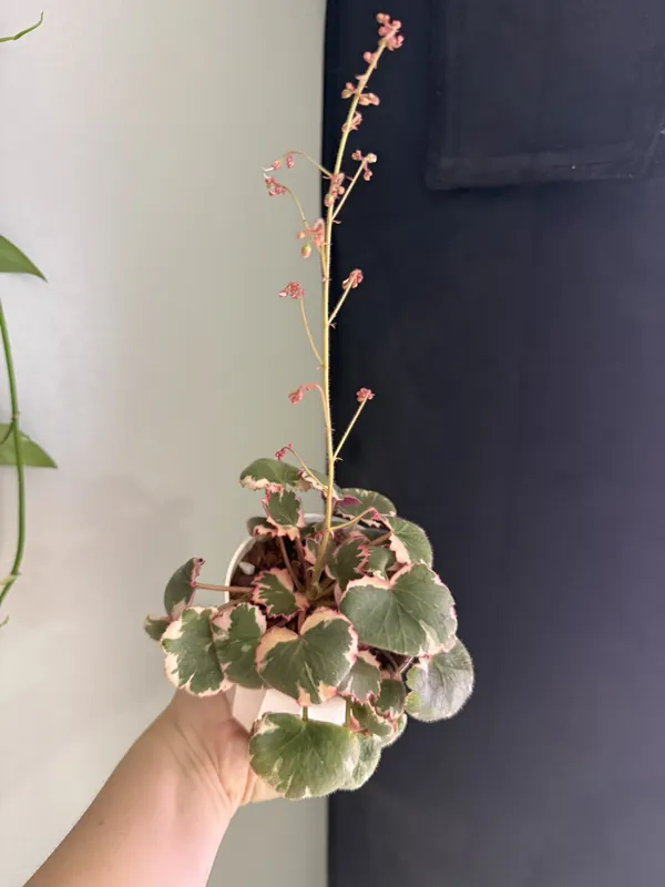 Begonia Strawberry