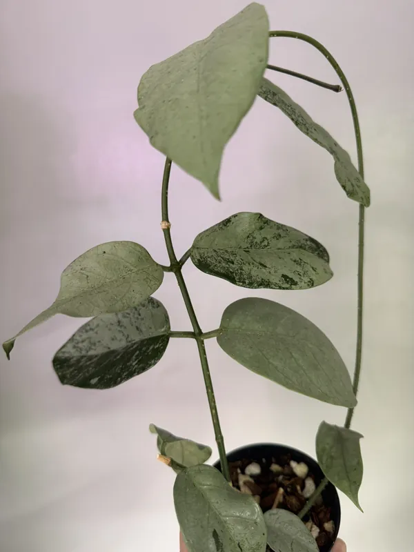Hoya Coricea Silver Mother