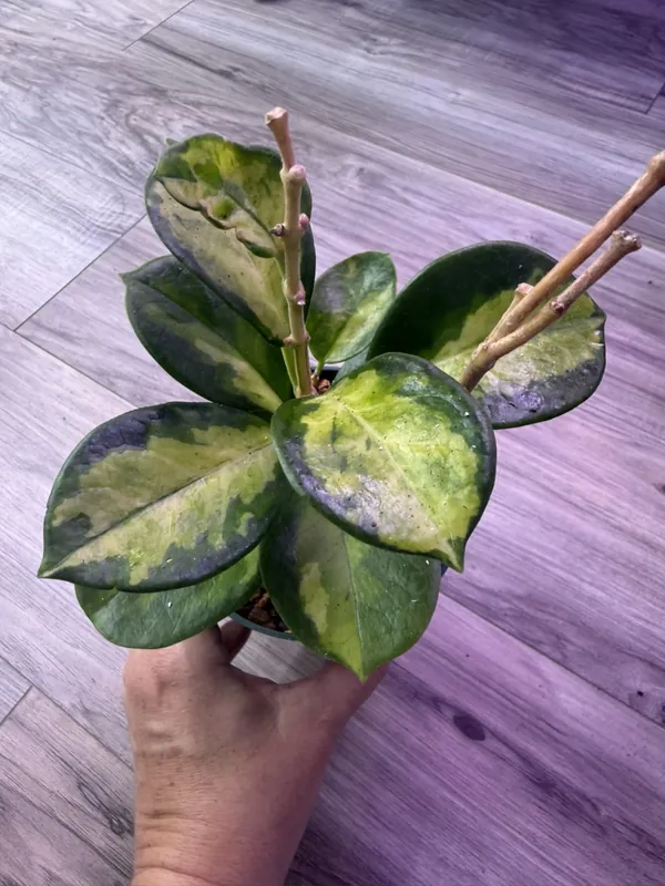 Hoya Lisa Variegated