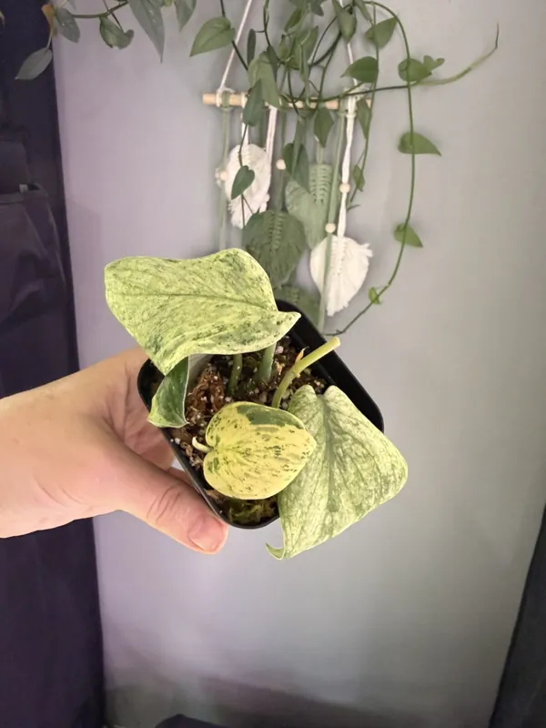 Scindapsus Albo Silver Cloud x3