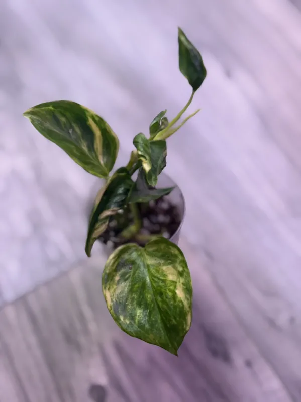 Torasan Pothos